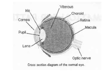 cross_section_diagram_of_the_normal_eye